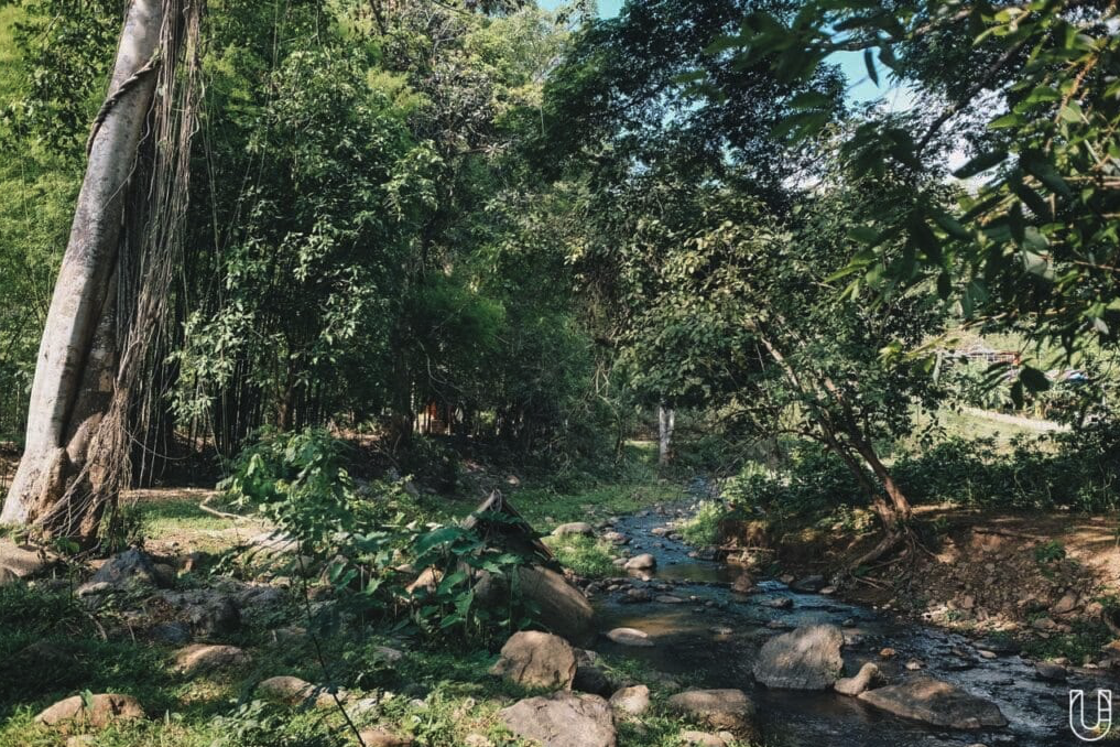 Extending a Lifeline for Doi Luang Chiangdao Forest 