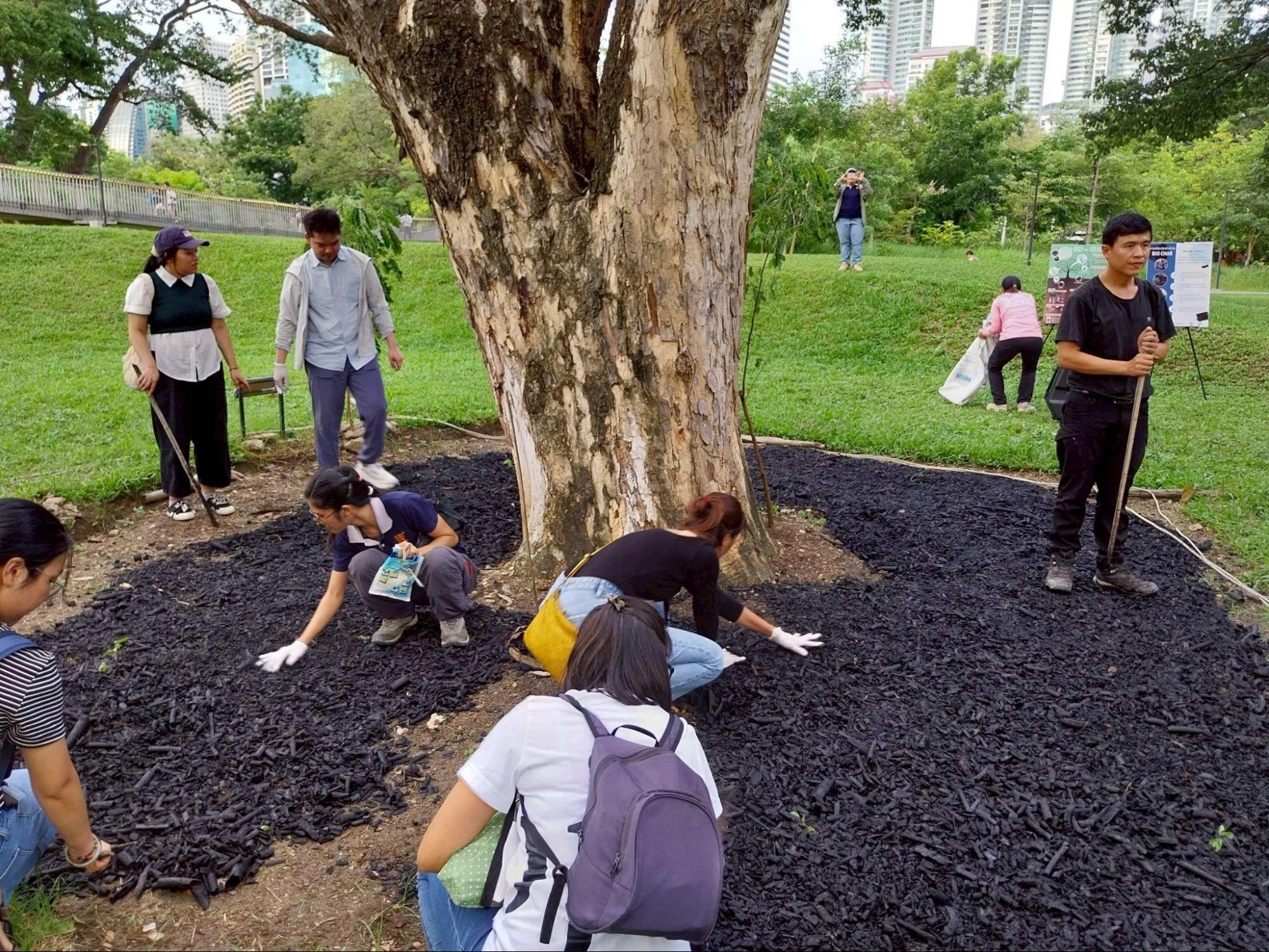 Restoring the Rain Trees of Benchakitti Park with Biochar