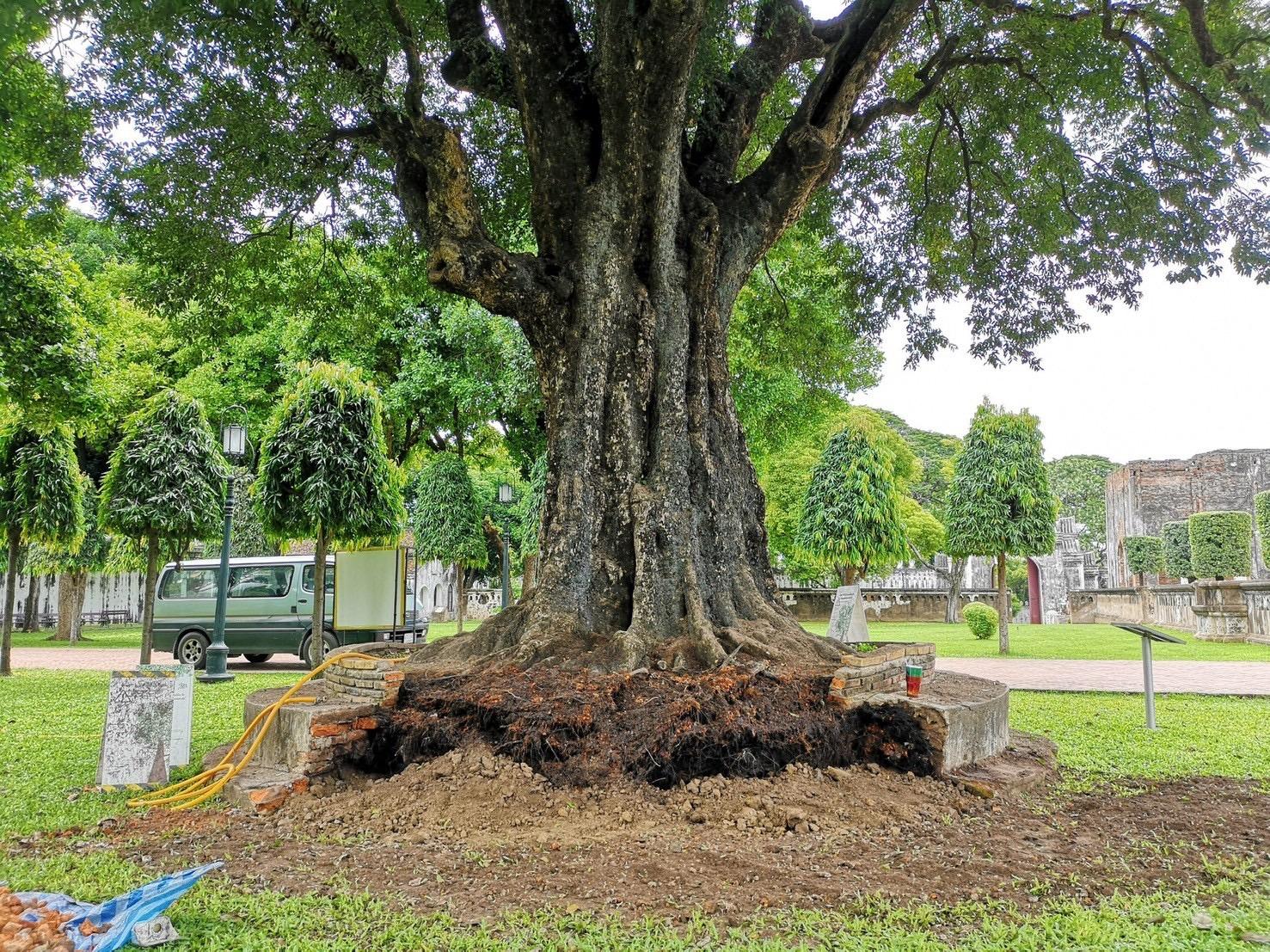 Restoring the 300-year-old Chan tree at Phra Narai Ratchaniwet Palace