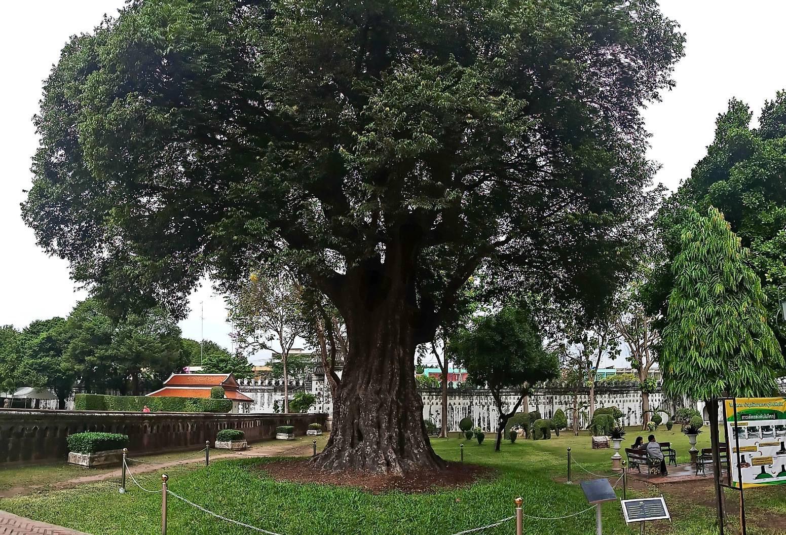 Chan tree after restoration