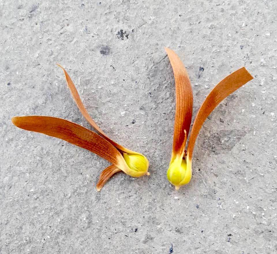 Golden iron-wood bearing fruit again