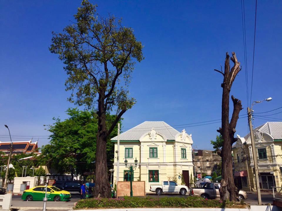 200-year-old golden iron-wood tree before restoration