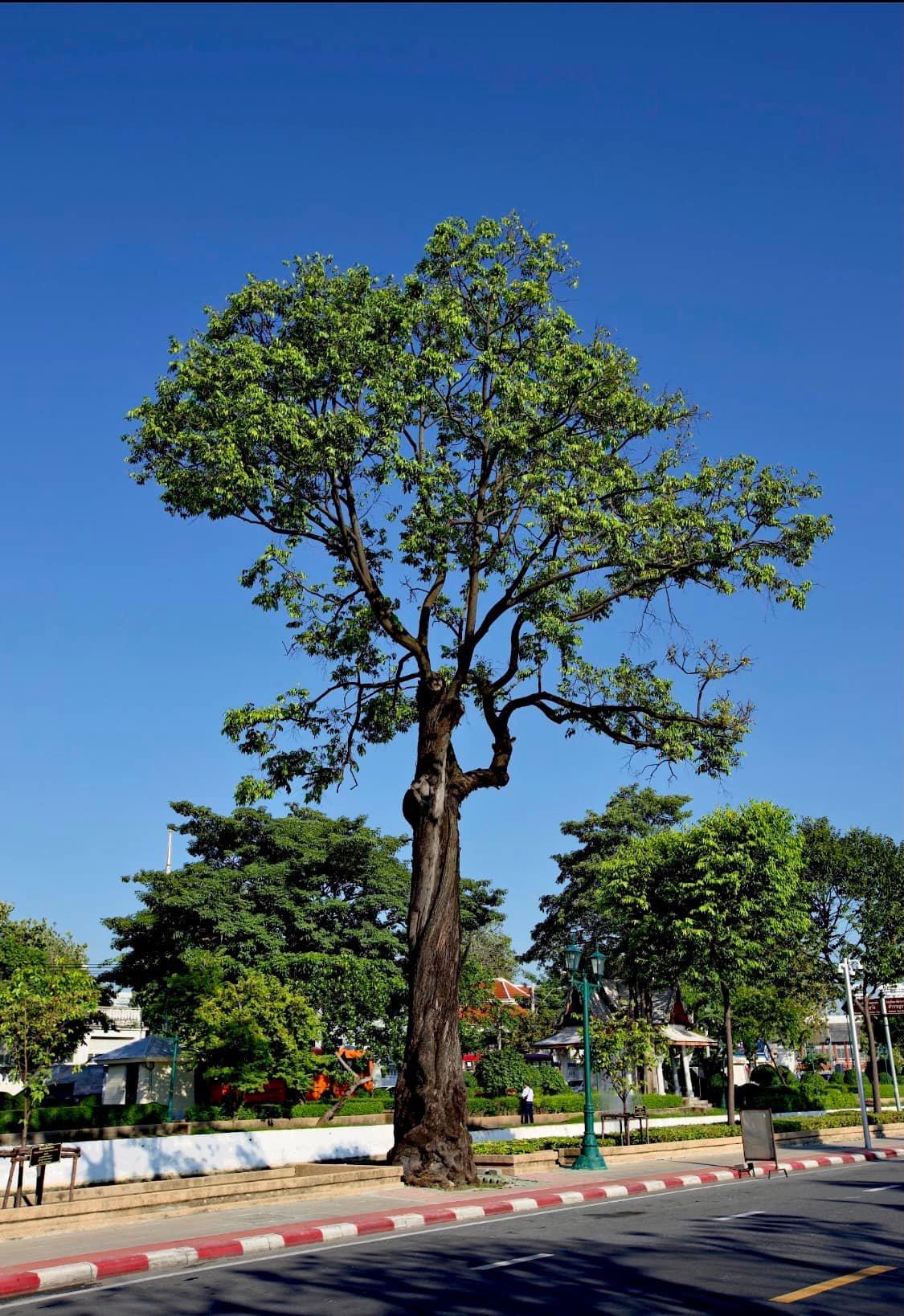 Golden iron-wood tree after restoration